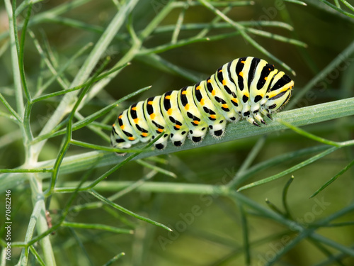 Papilio machaon, Swallowtail butterfly caterpillar, in fennel. © Mushy