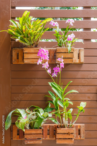 Orchids in pots near the wall