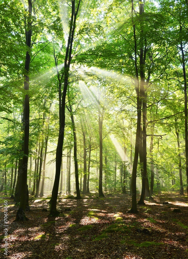 Fototapeta premium forest