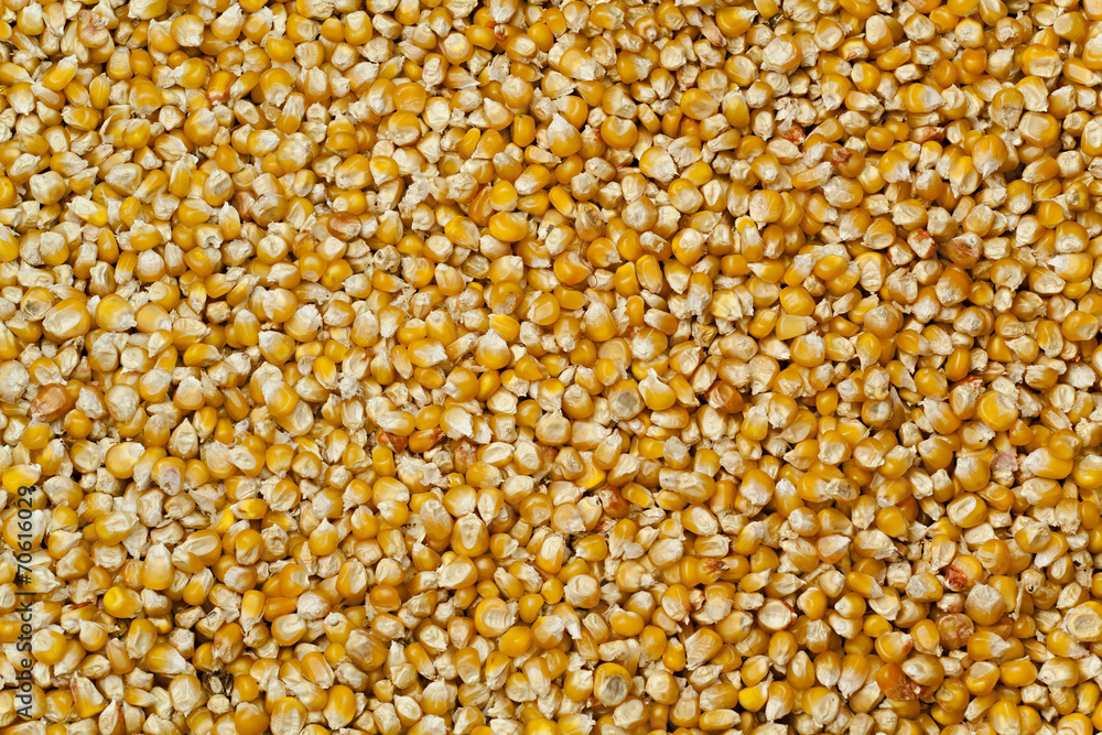 corn background high resolution corn background high resolution