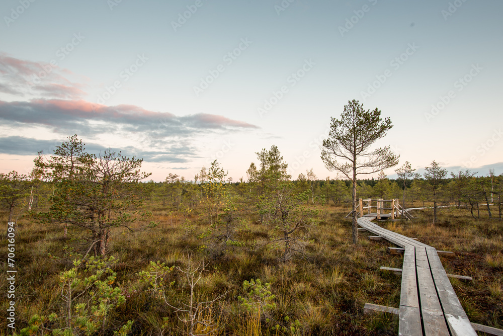 Obraz premium wooden footpath on the bog