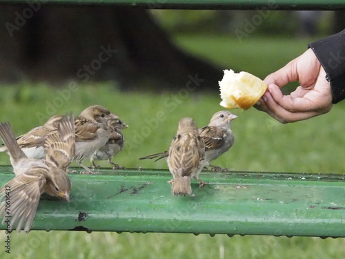 Niño dando pan a los pájaros en Annecy (Francia) photo