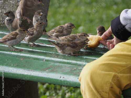 Niño dando de comer a los pájaros en Annecy (Francia) photo