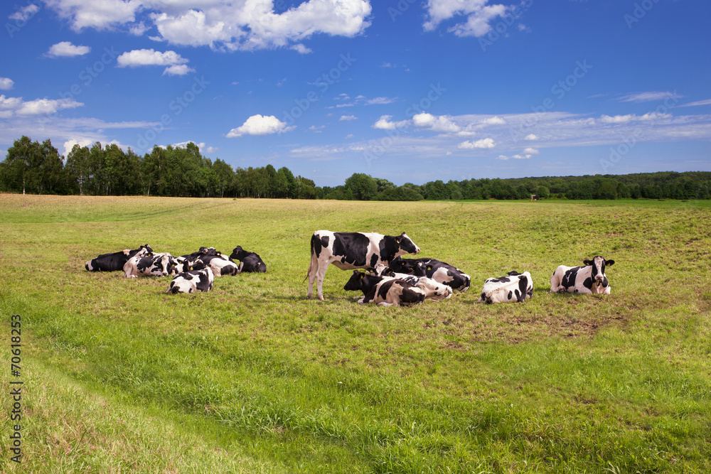 Cows grazing on pasture Cows grazing on pasture