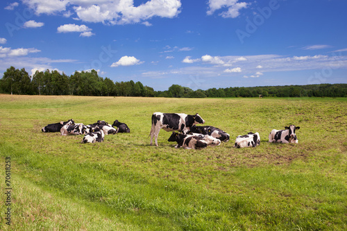 Cows grazing on pasture © 25Design