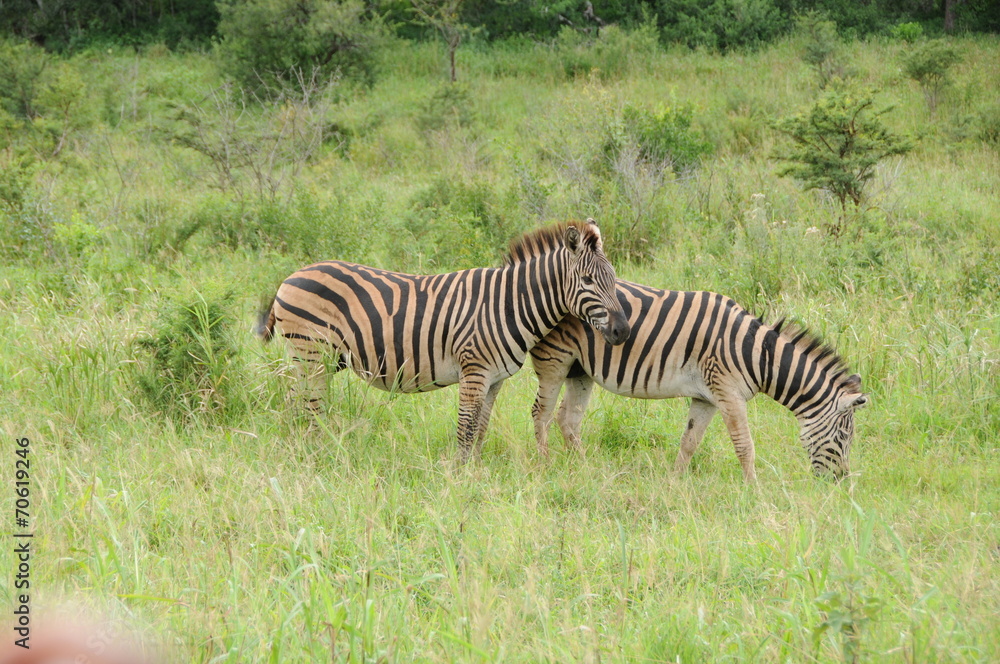 Naklejka premium Zèbre africain