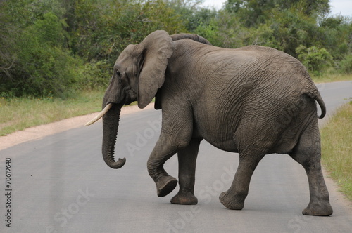 Eléphant africain