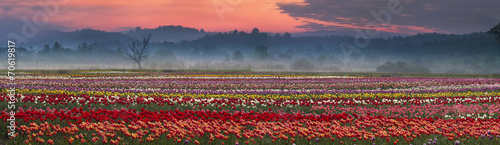 Fototapeta Naklejka Na Ścianę i Meble -  blooming tulips