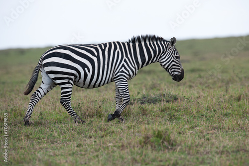 zebra