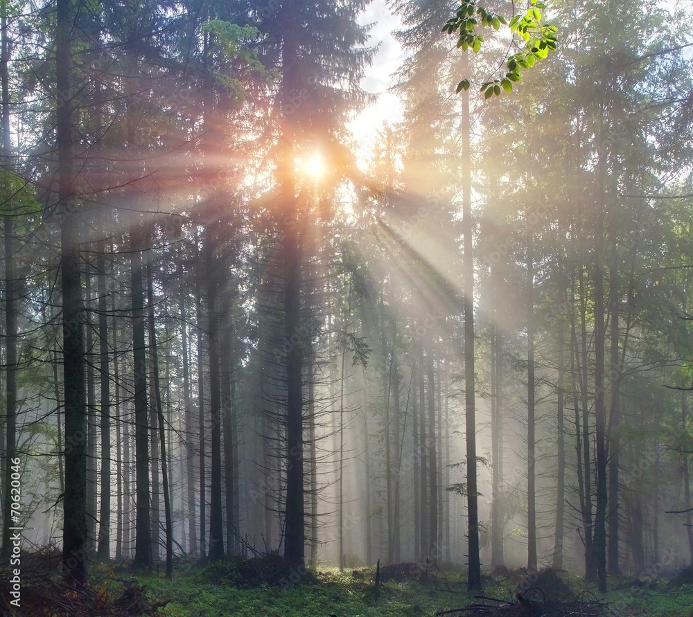 Obraz premium Magic Carpathian forest at dawn