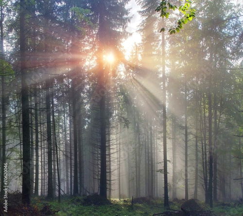 Magic Carpathian forest at dawn © panaramka