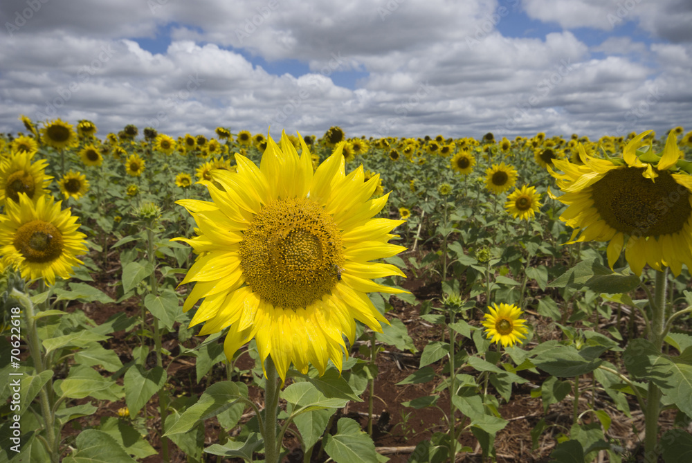 Fototapeta premium bright sunflower