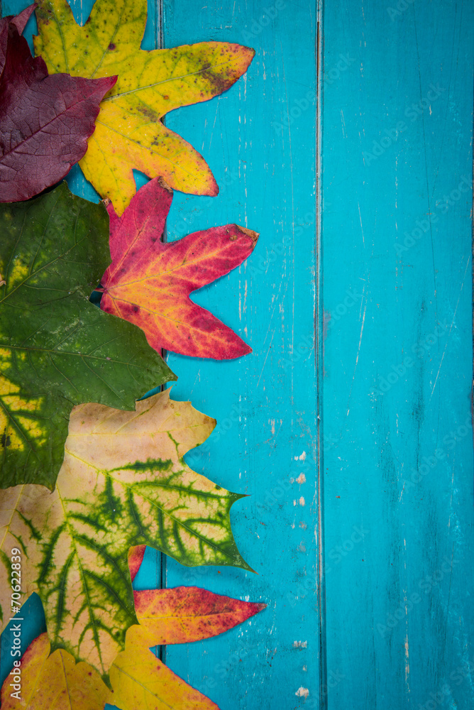 Obraz premium Colorful autumn leaves on wood background