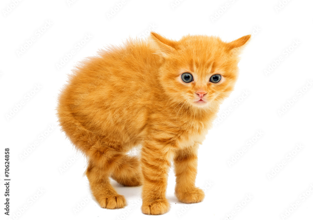 little kittens little kittens