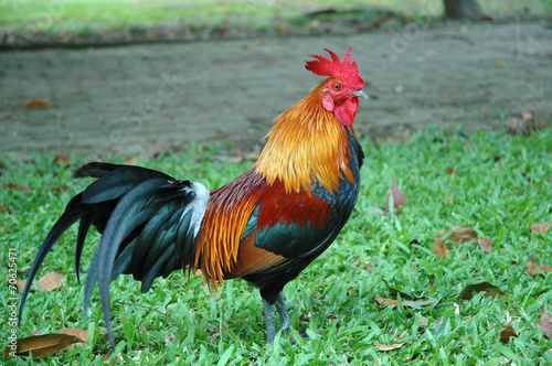 Handsome Rooster in a Garden © spicypepper