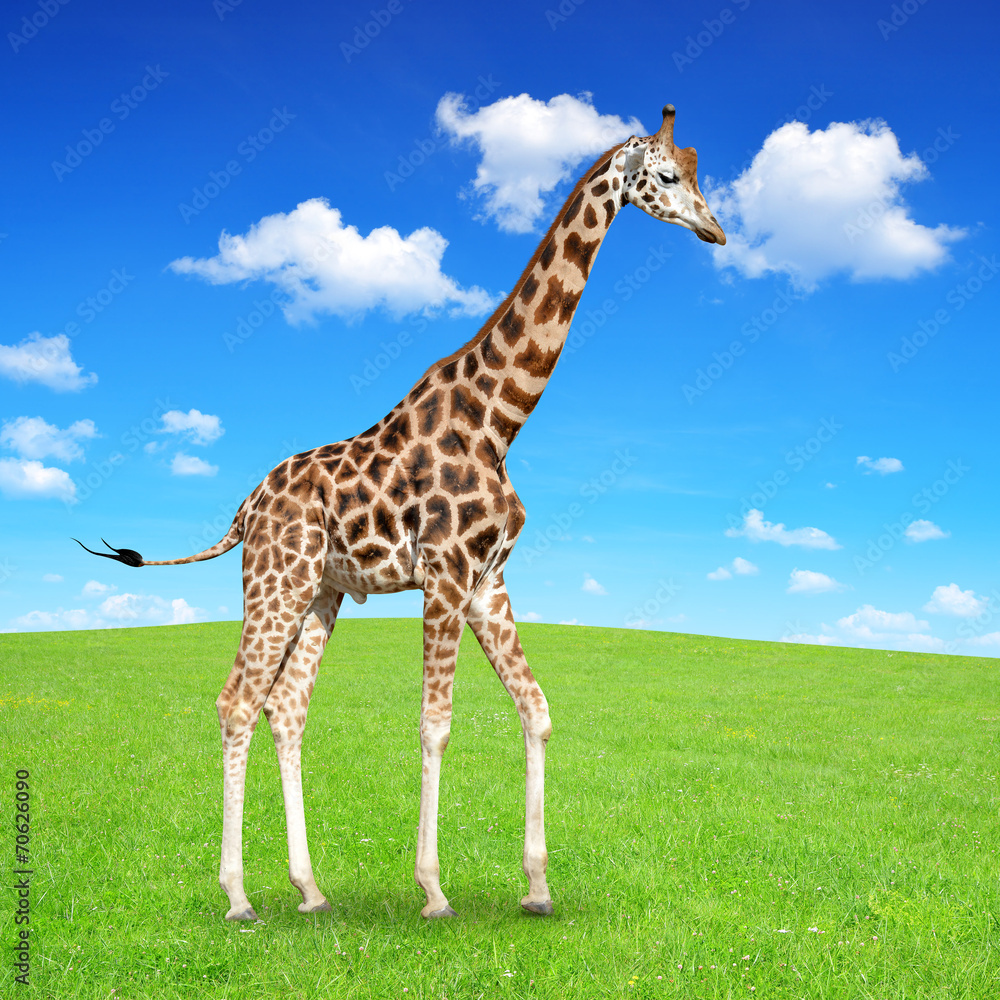 Obraz premium giraffe on meadow
