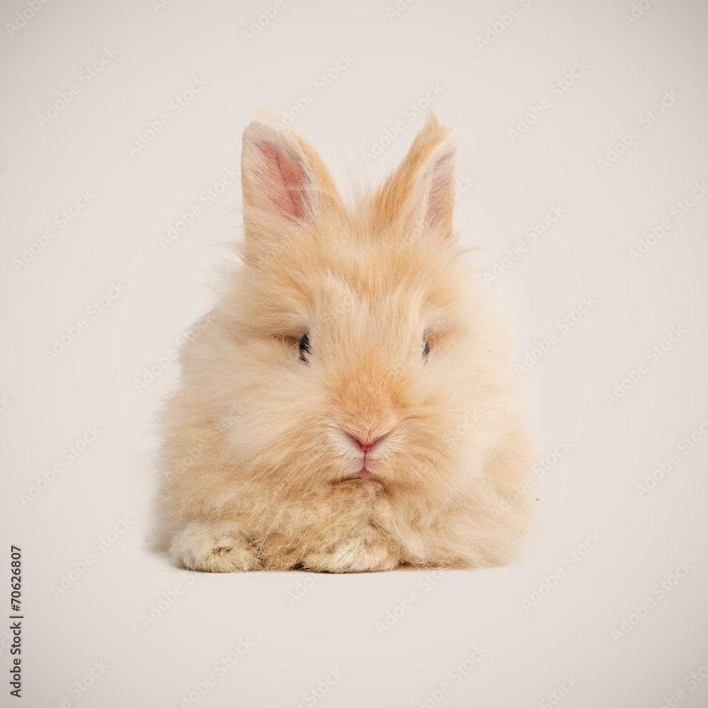 Adorable bunny