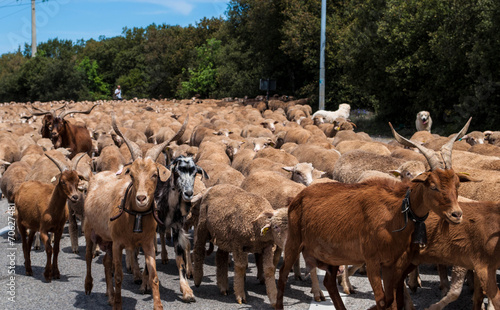 Transhumance; photo