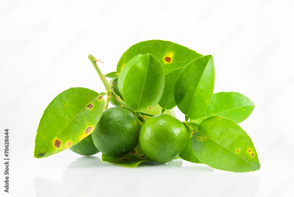 Obraz premium Group of fresh ripe lime with leaves.