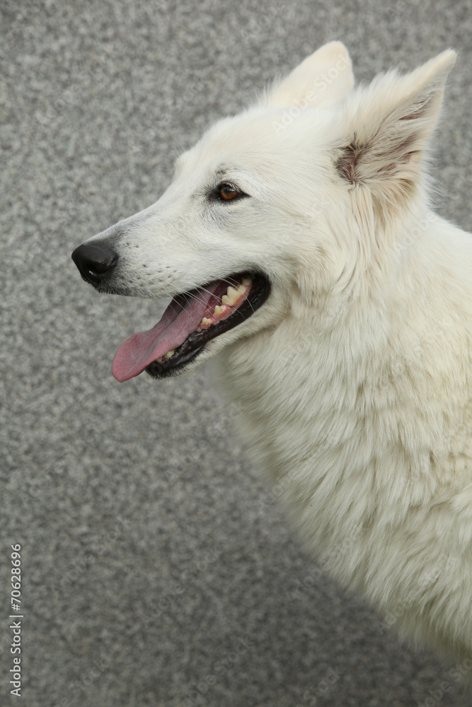 Fototapeta premium Amazing White Swiss Shepherd Dog