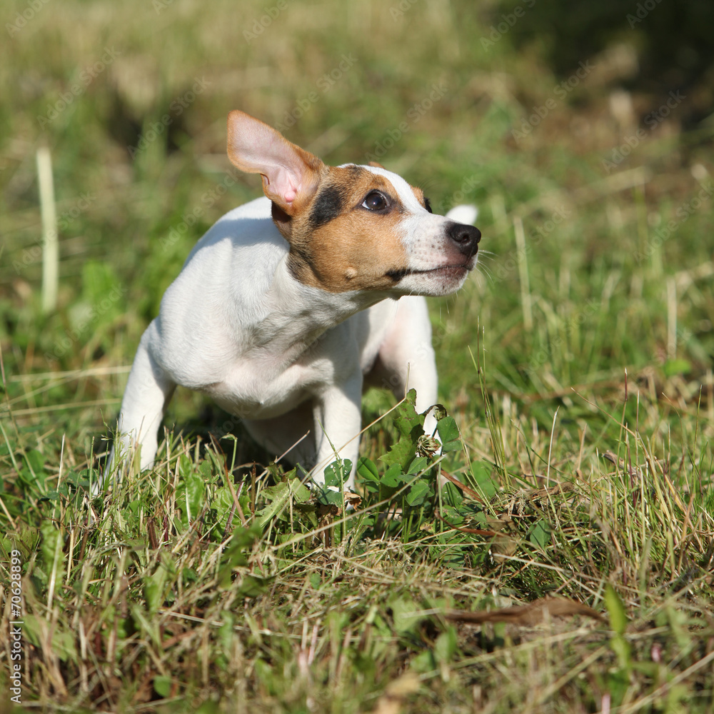 Active puppy of jack russell terrier playing