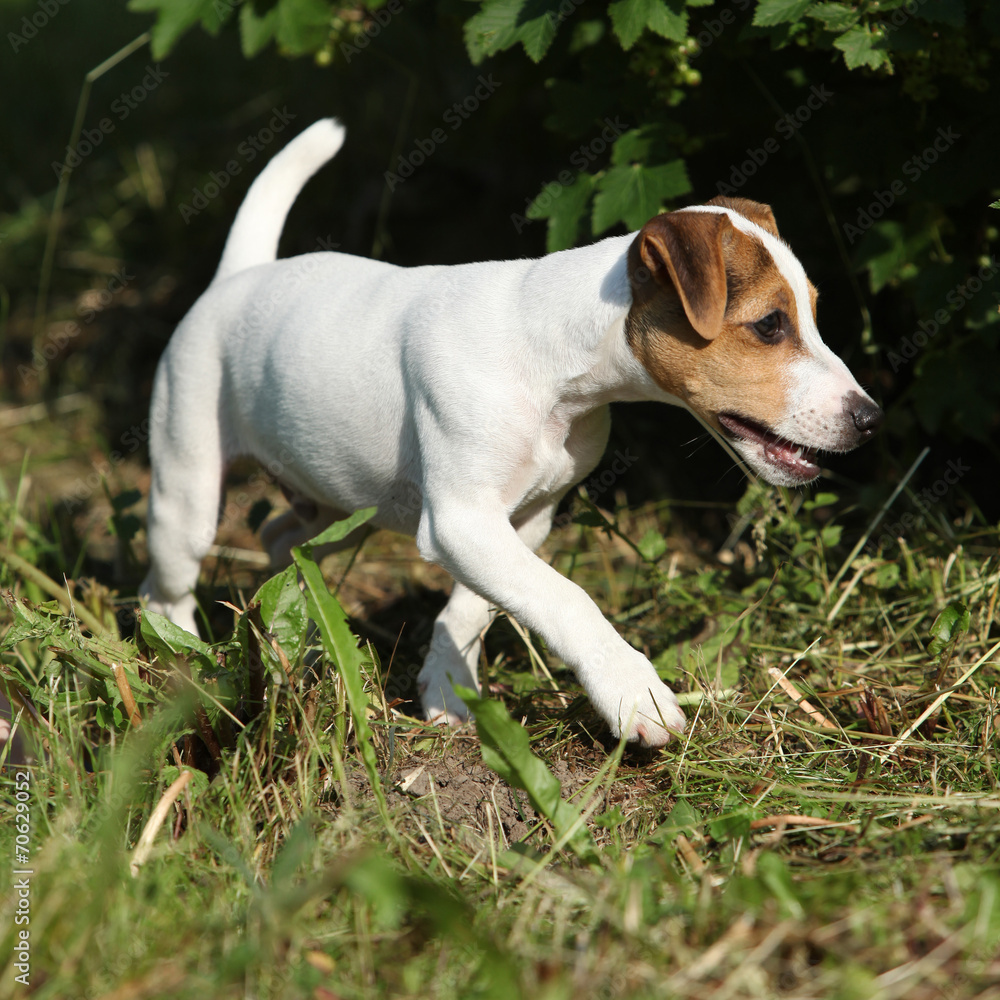 Active puppy of jack russell terrier playing