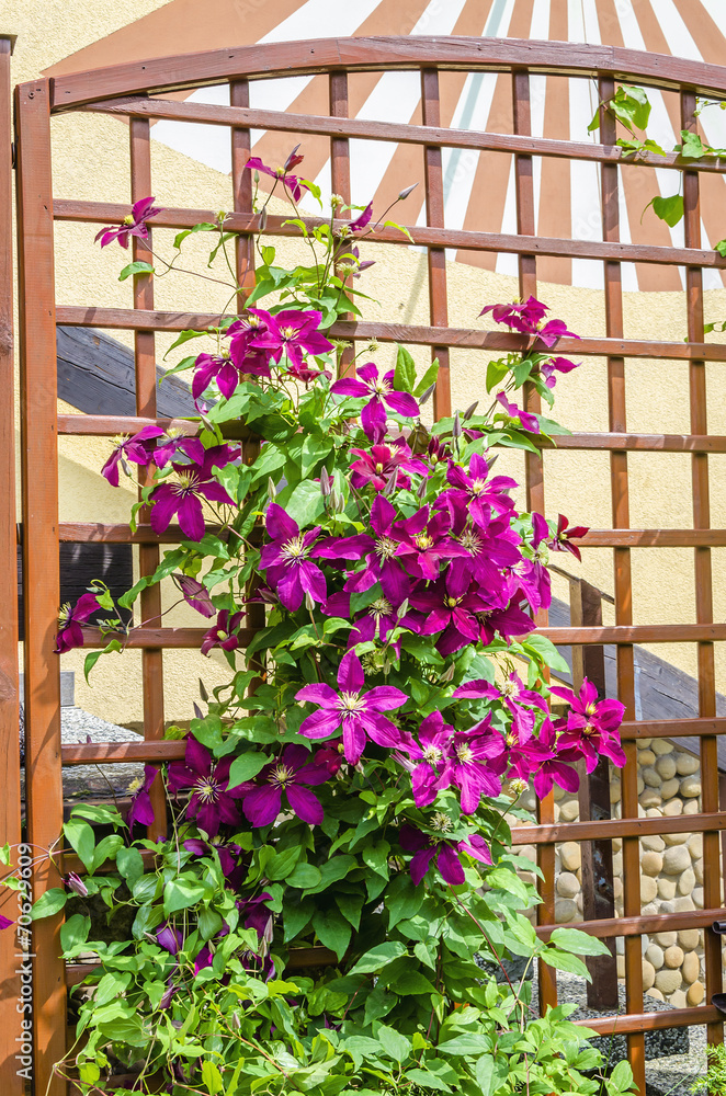 Beautiful purple clematis growing up a trellis