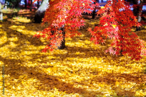 Autumn Colors in Eikando Temple, Kyoto, Kansai, Japan