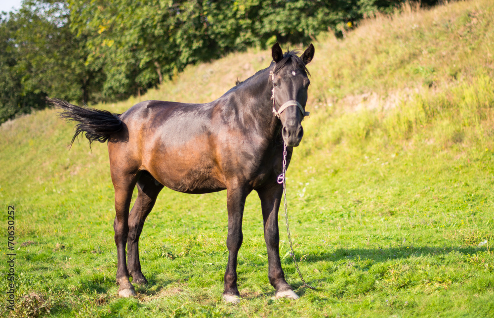 horse grazing in a meadow