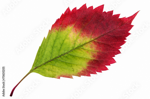 Autumn leaf isolated on white background