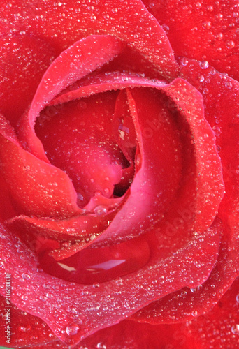 Coeur de rose cristalisé