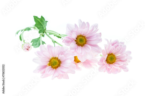 Pink Flowers on white background.