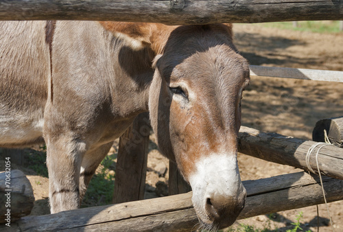 donkey © Panama