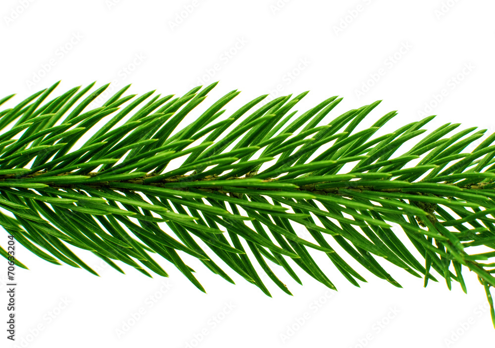 spruce twig spruce twig