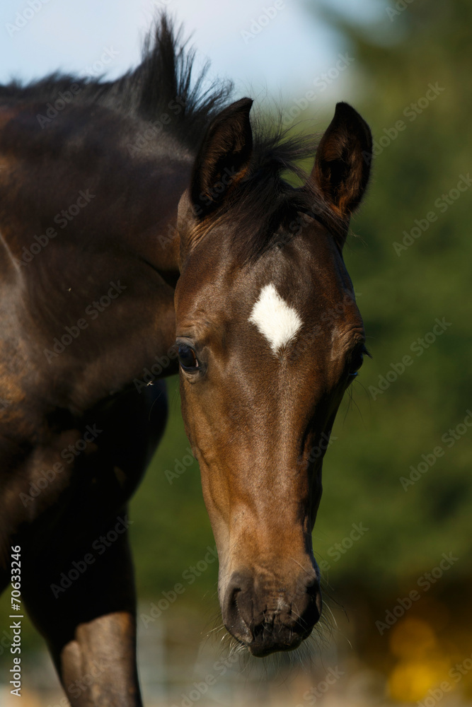 Obraz premium Portret źrebaka