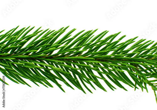 spruce twig