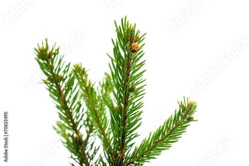 spruce twig