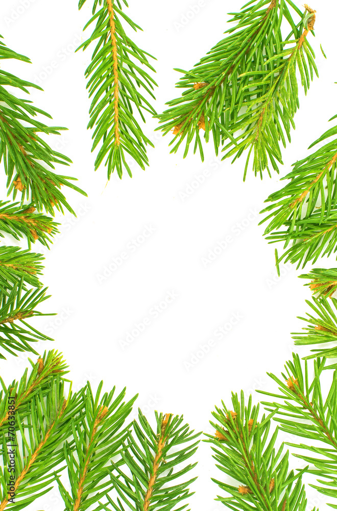 spruce twig