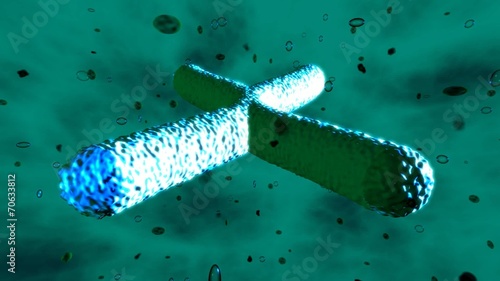 Trip from telomeres at each end of a chromatid, to DNA atoms