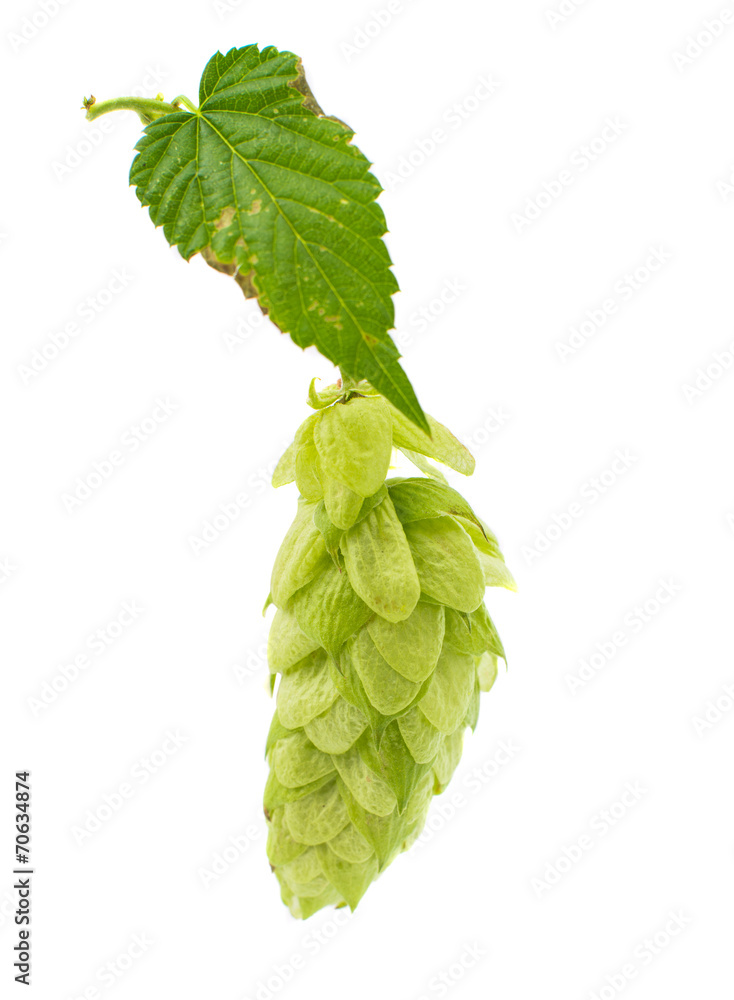 hop cones hop cones