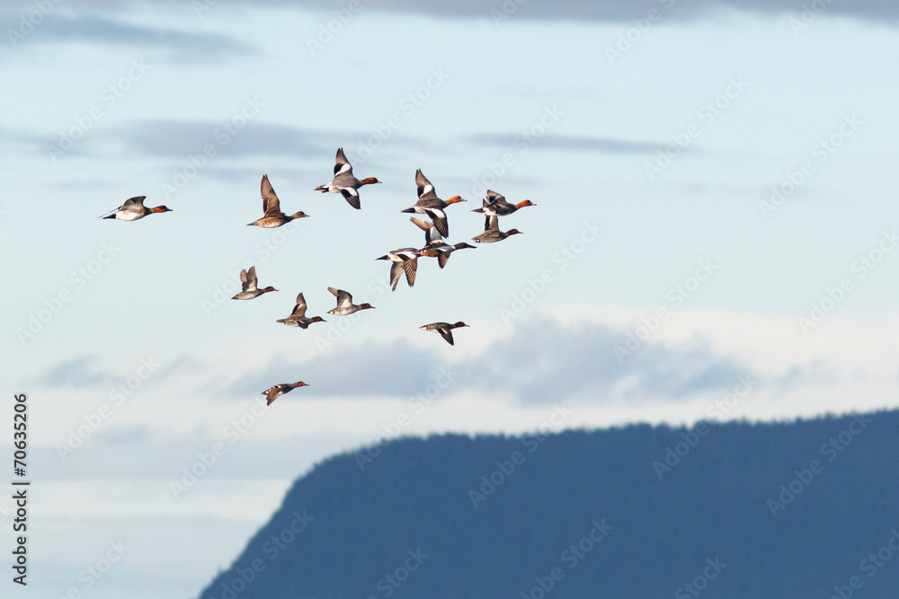 Fototapeta premium Anas penelope, Eurasian Wigeon.