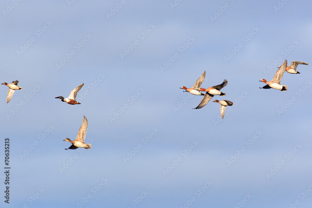Obraz premium Anas clypeata, Northern Shoveler.