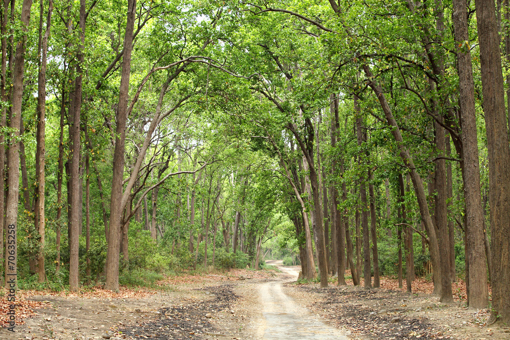 Tuinposter met A way through the dense forest of Jim Corbett #70635258