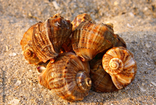 Sea shells on the sand. Vacation concept. © elephotos