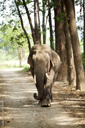 Photos Huge tusker moving on the roads of Jim Corbett