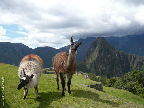 Llama near the Machu Picchu