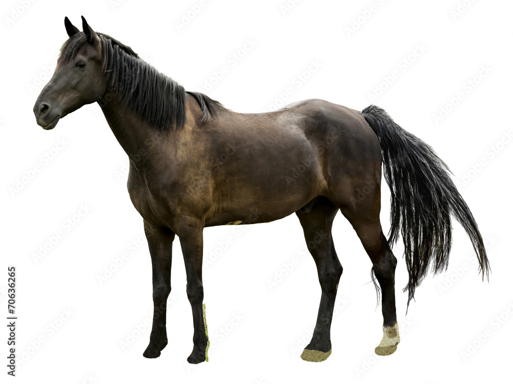 Majestic Stallion Horse Isolated