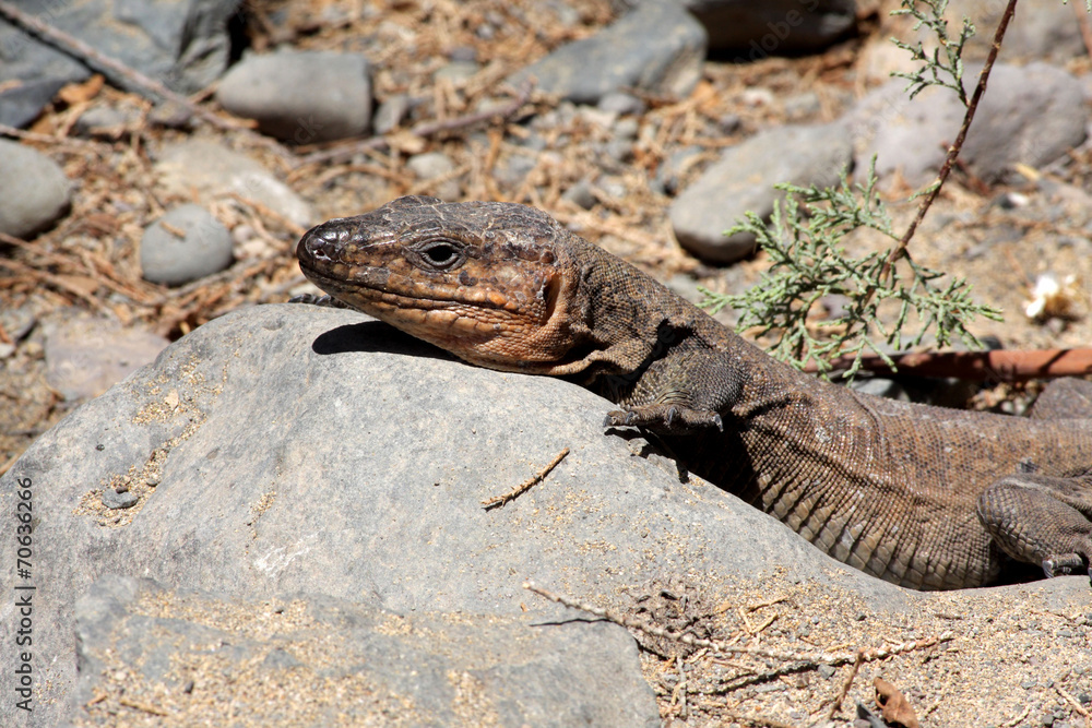 Gran Canaria Lizard - Gallotia stehlins Gran Canaria Lizard - Gallotia stehlins