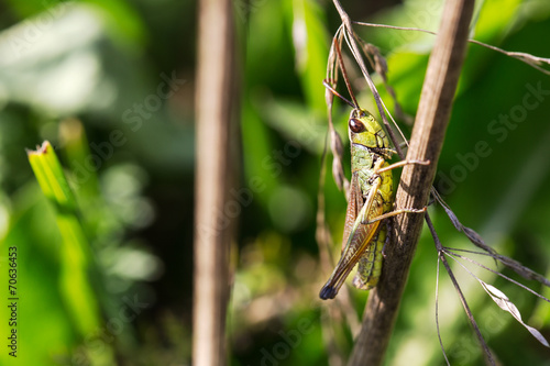 Little green grasshopper in the grass