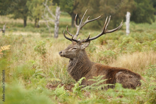 Red Deer  Deer  Cervus elaphus